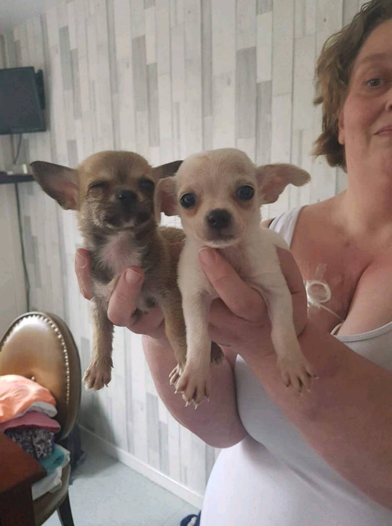 chihuahua for sale south yorkshire